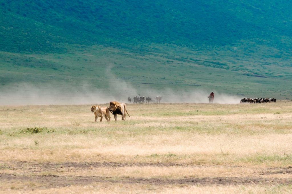 Tanzania Luxury Safari