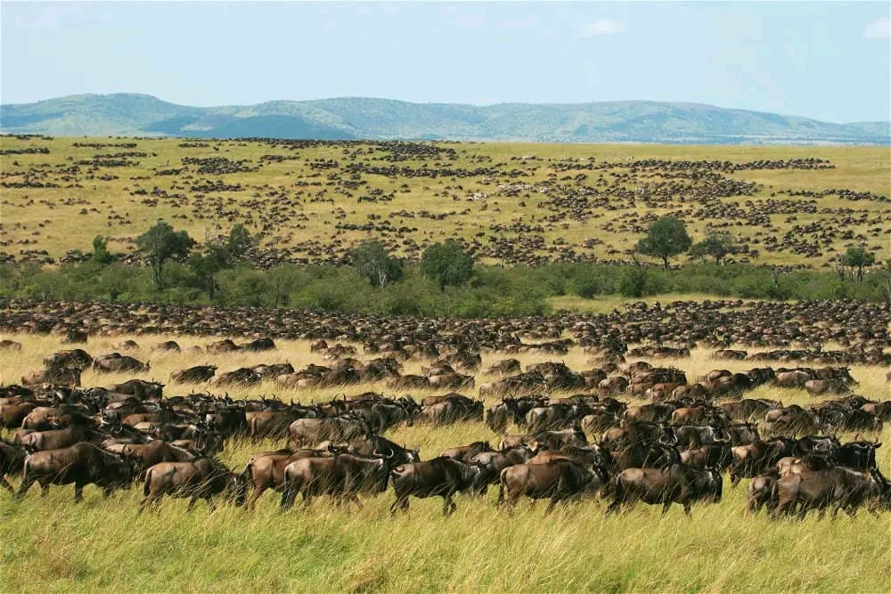 Serengeti Arrival