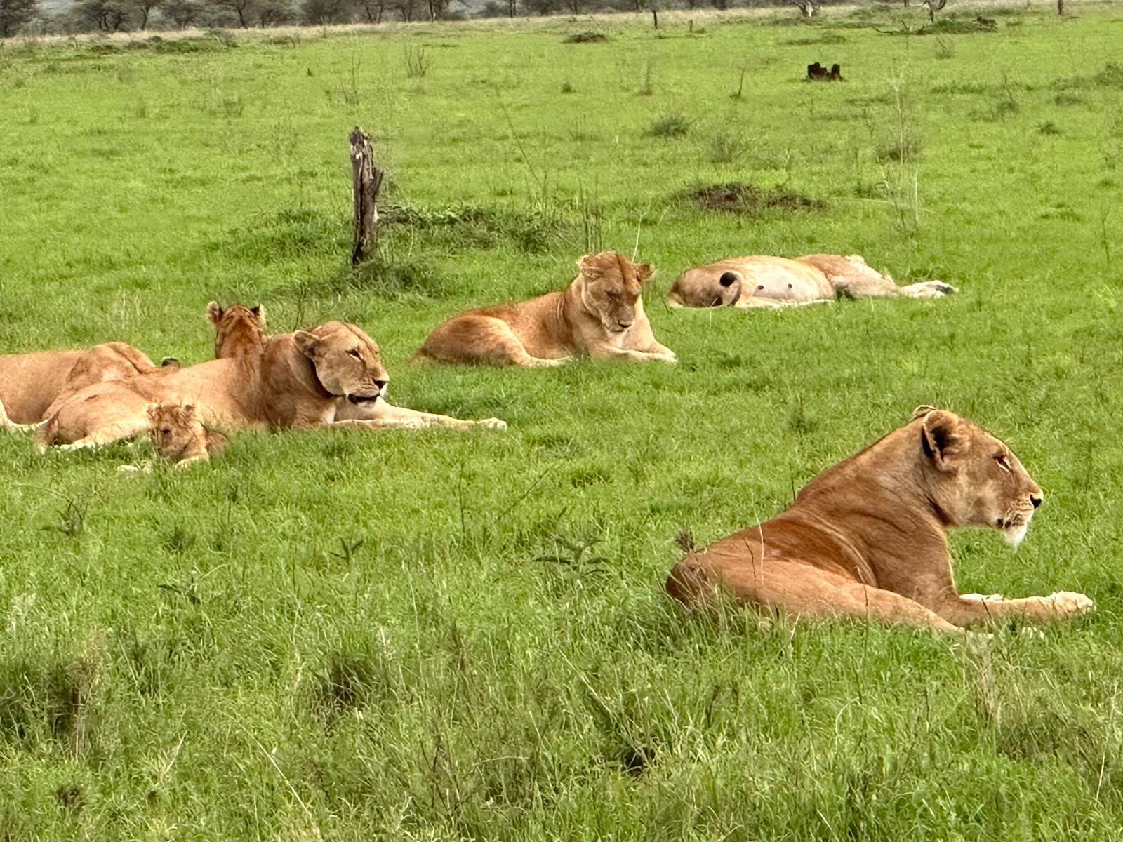 Serengeti Full Day