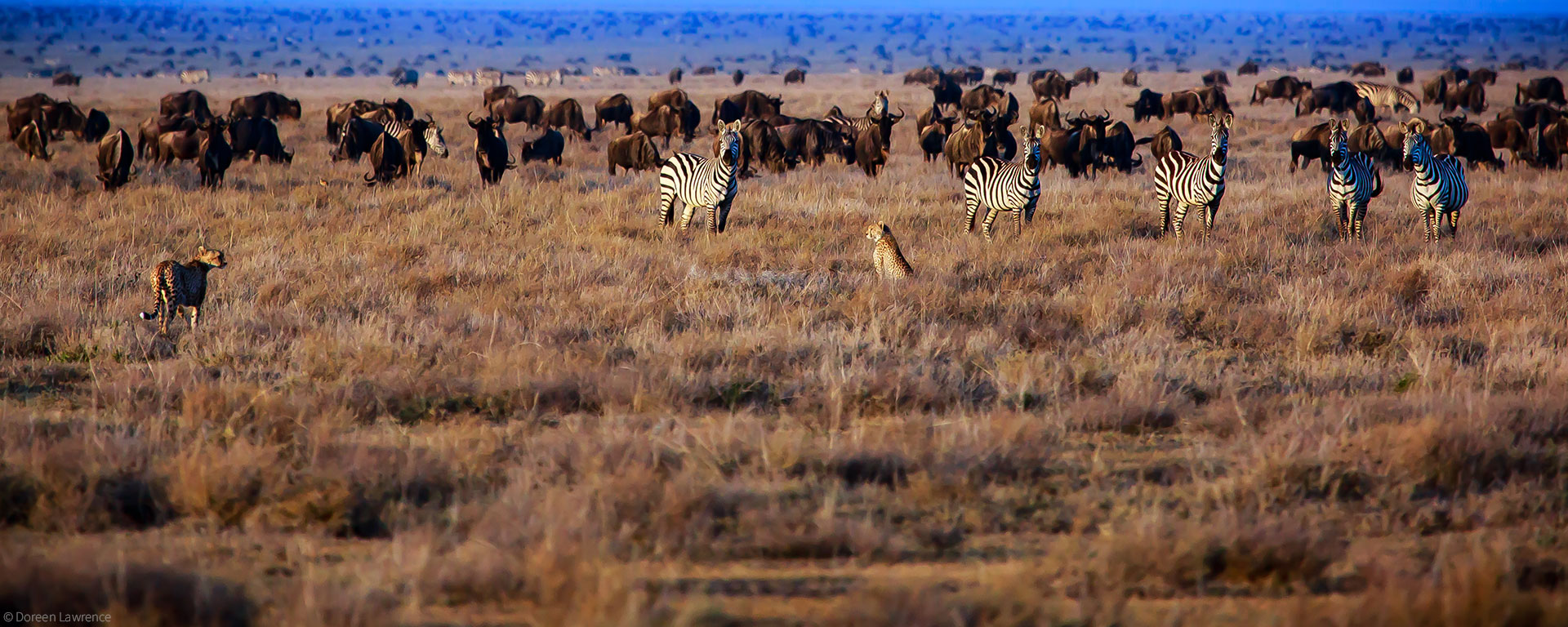 Serengeti Plains