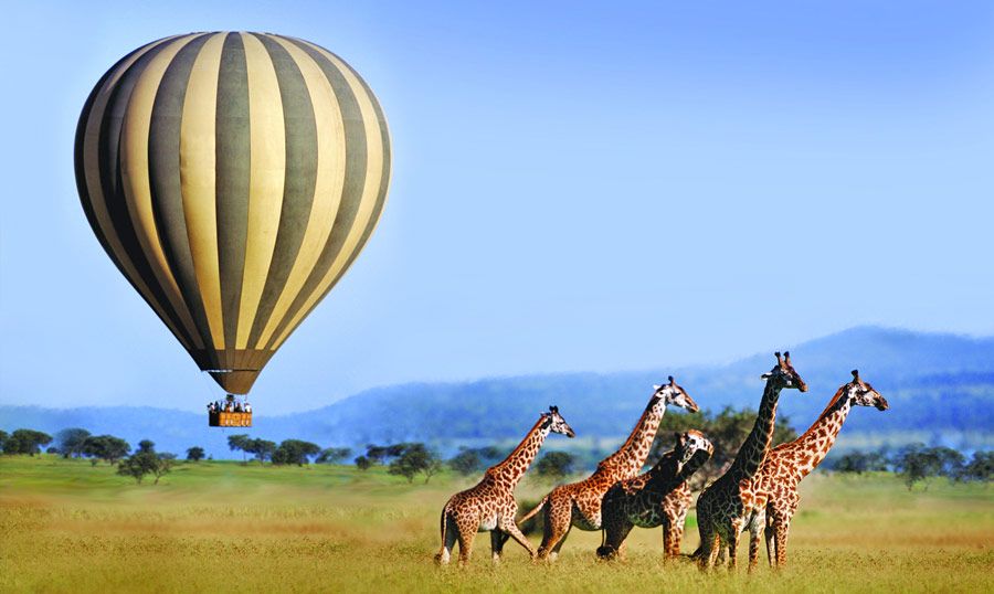 Serengeti Safari