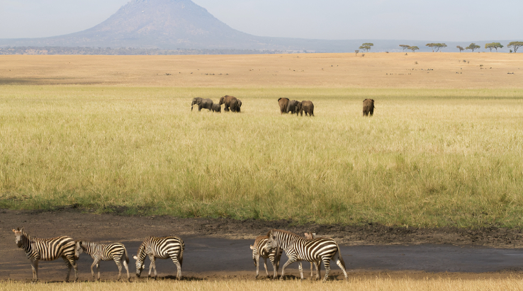 Luxury Safari Lodge